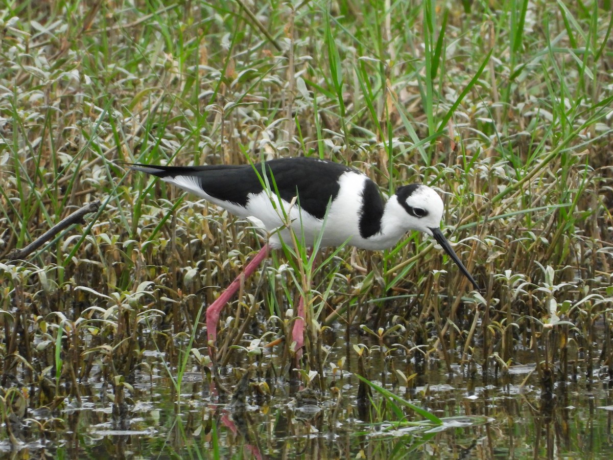 Black-necked Stilt (White-backed) - ML547739881