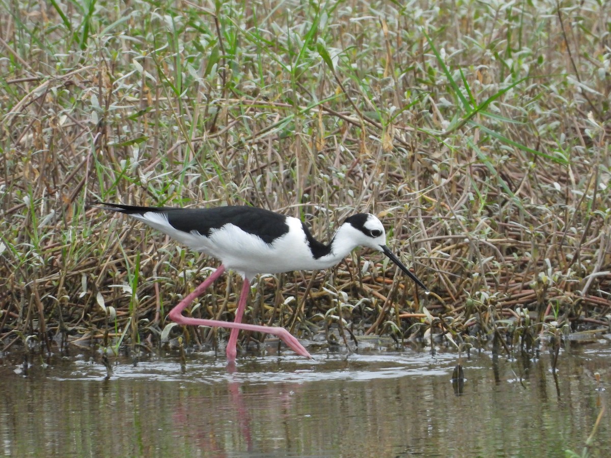 Black-necked Stilt (White-backed) - ML547739891