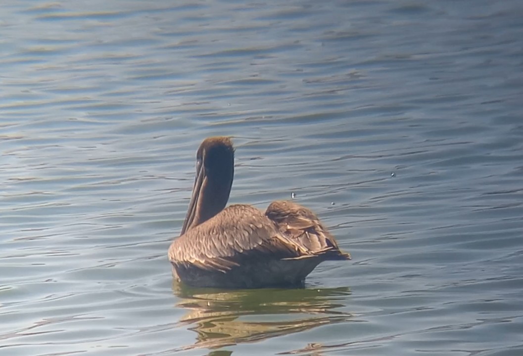 Brown Pelican - ML547740551