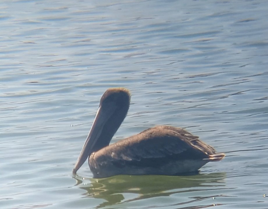 Brown Pelican - ML547740641