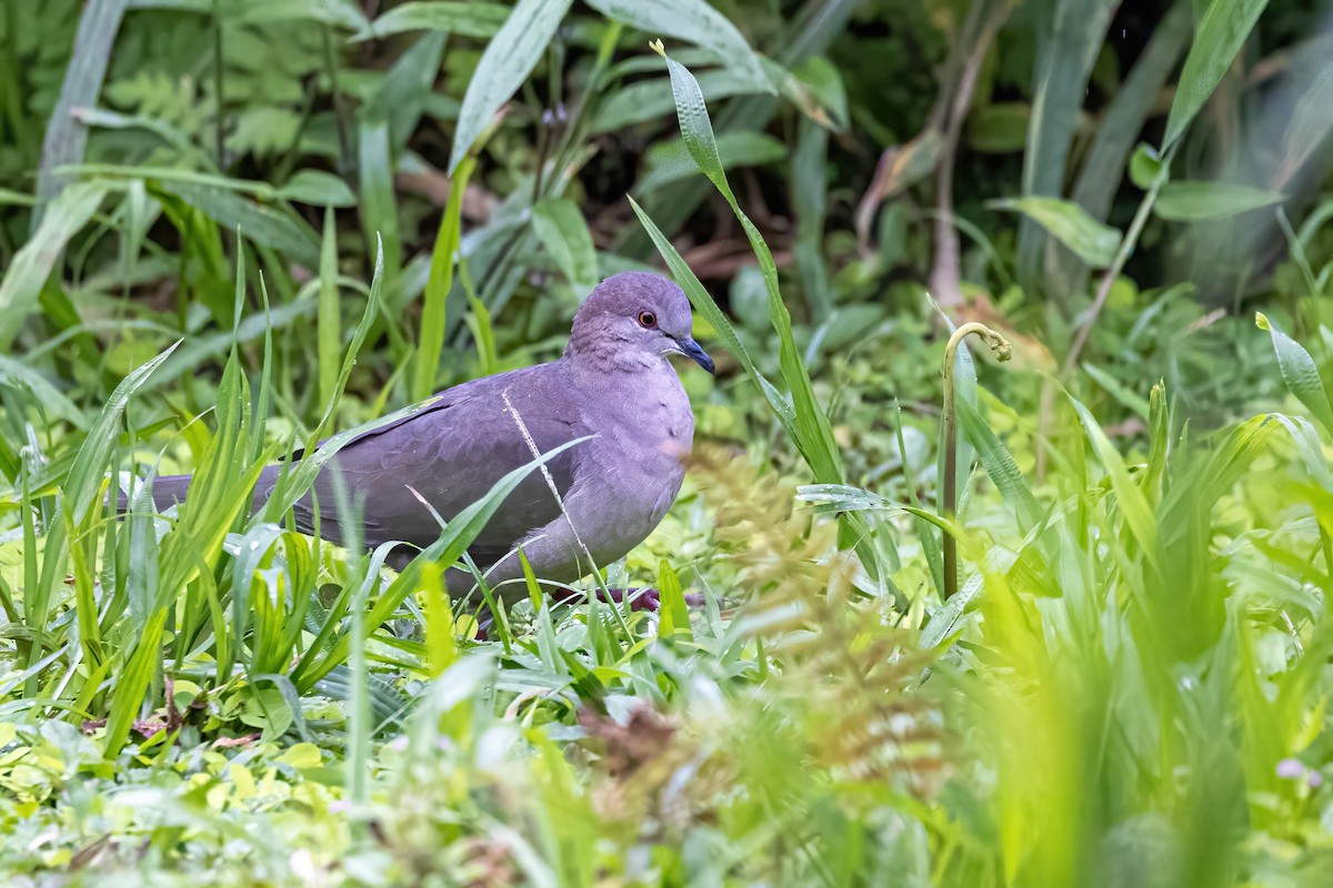 White-tipped Dove (decolor) - ML547744411