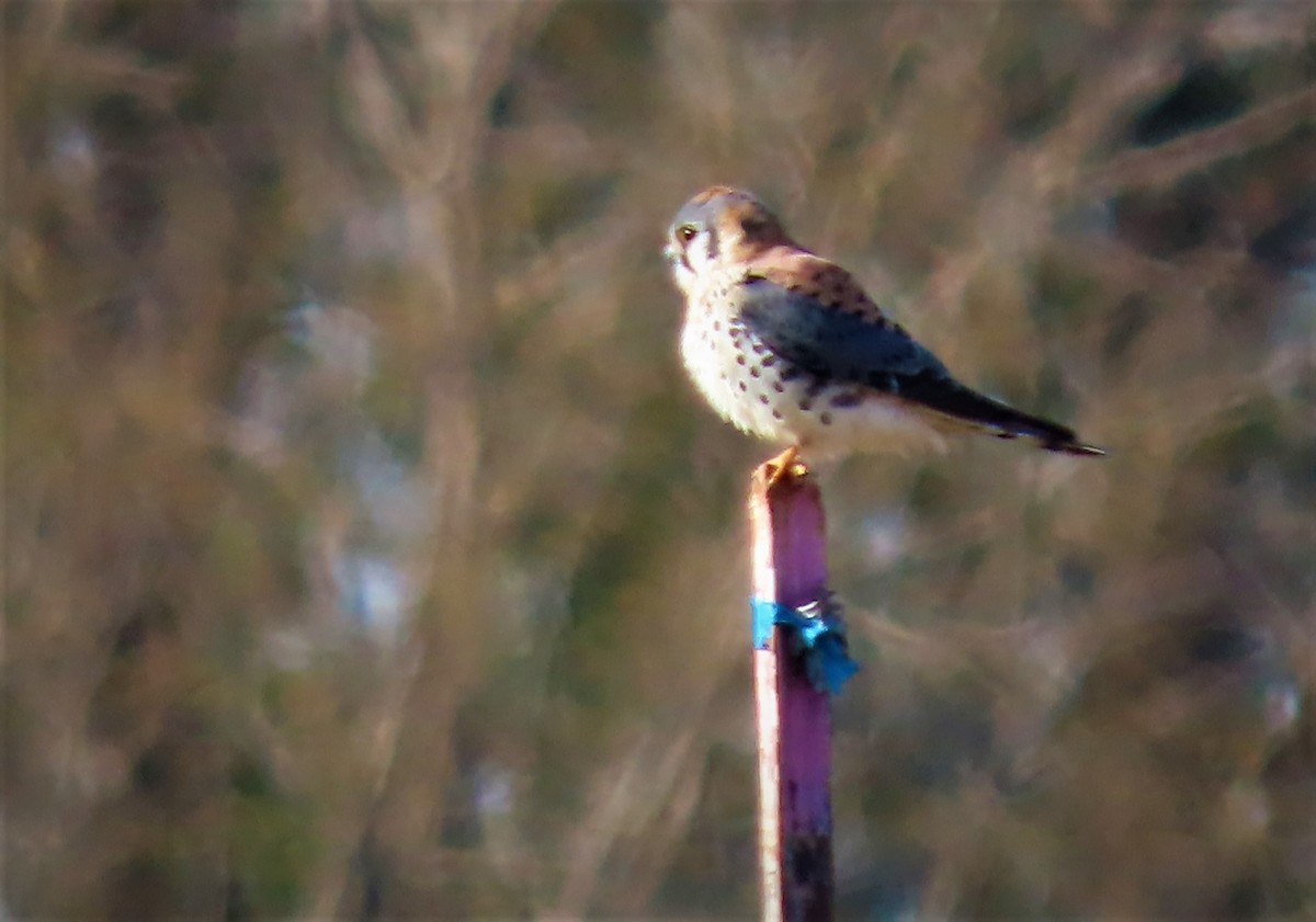 American Kestrel - ML547745921