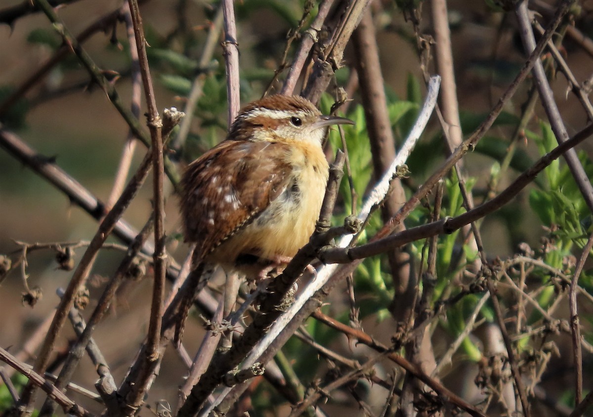 Carolina Wren - ML547747481