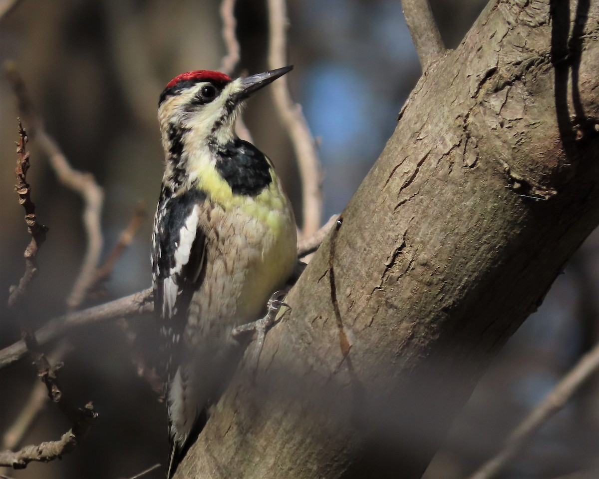 Yellow-bellied Sapsucker - ML547747721