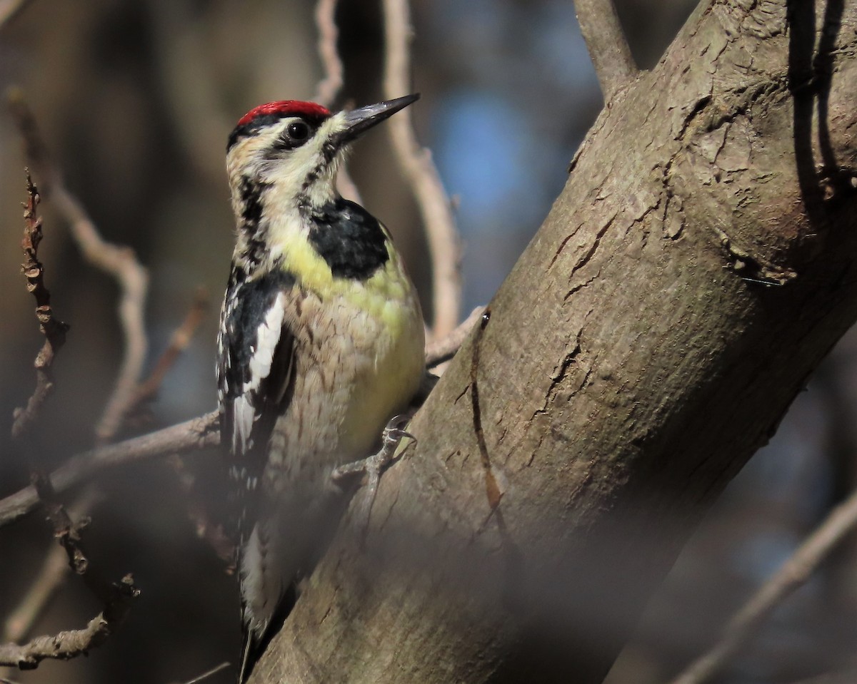 Yellow-bellied Sapsucker - ML547747721