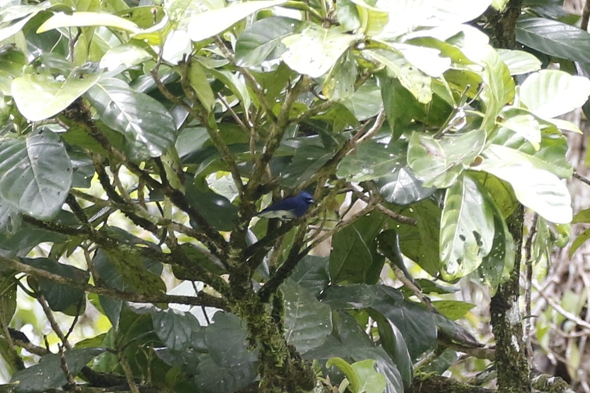 Short-crested Monarch - ML547748221