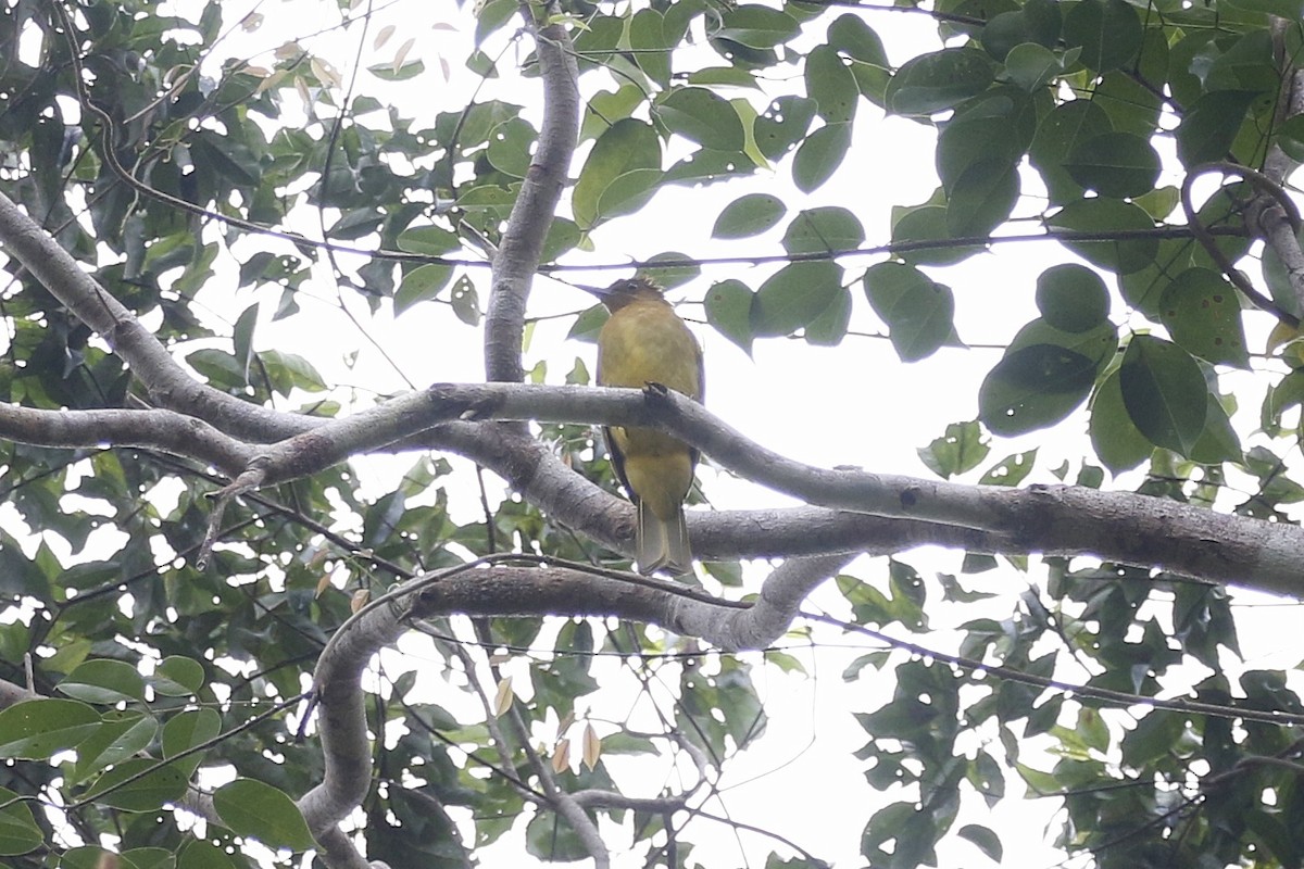 Yellowish Bulbul - ML547748791