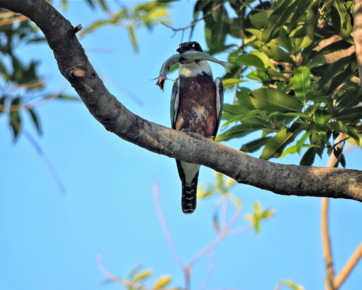 Ringed Kingfisher - ML547748971