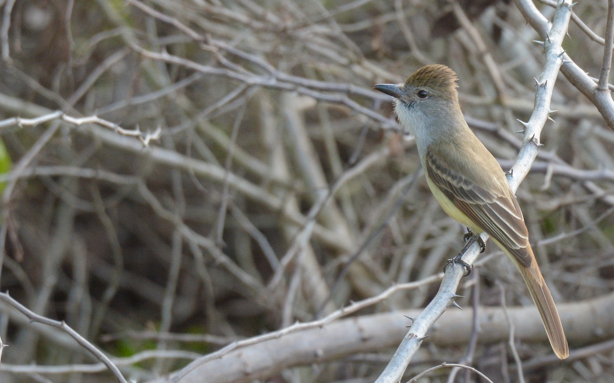 Brown-crested Flycatcher (Cooper's) - ML547749931