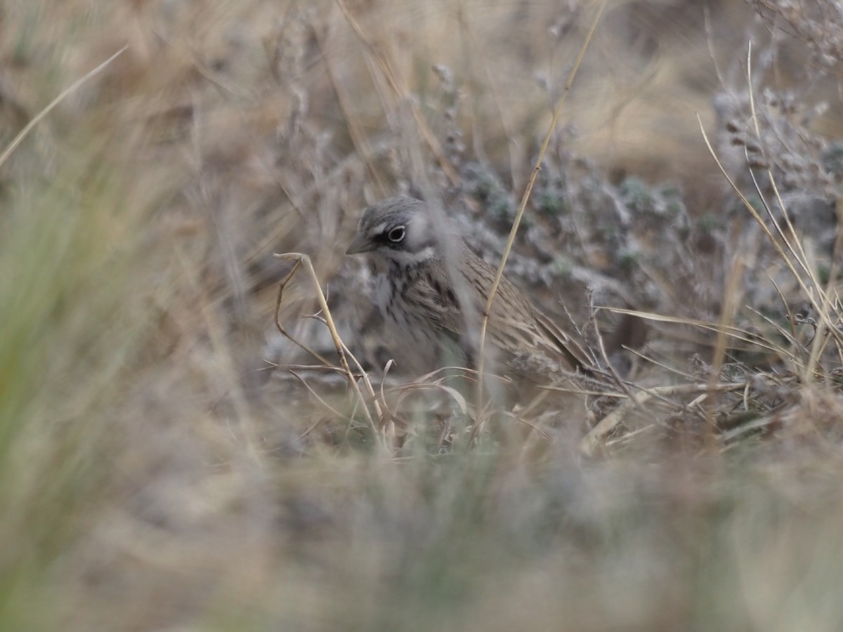 Sagebrush Sparrow - ML547750811