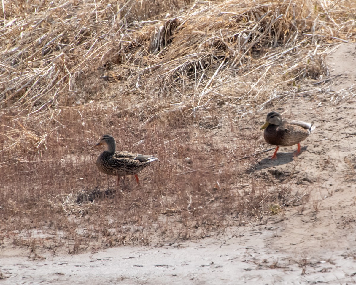 Mallard x Mexican Duck (hybrid) - ML547752121