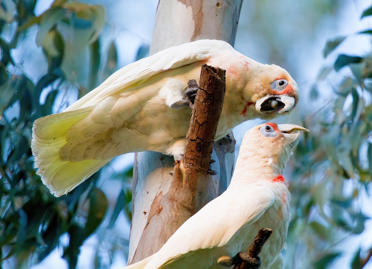 Long-billed Corella - ML547752171