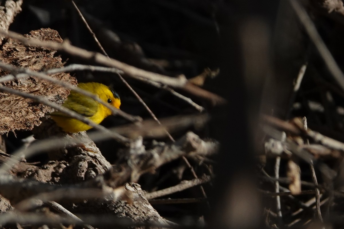 Wilson's Warbler - ML547752871