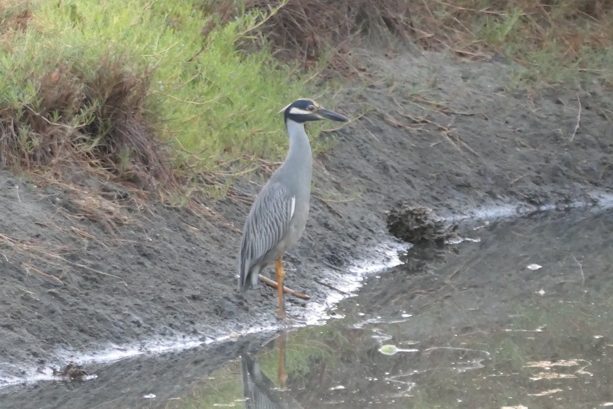 Yellow-crowned Night Heron - ML547752941