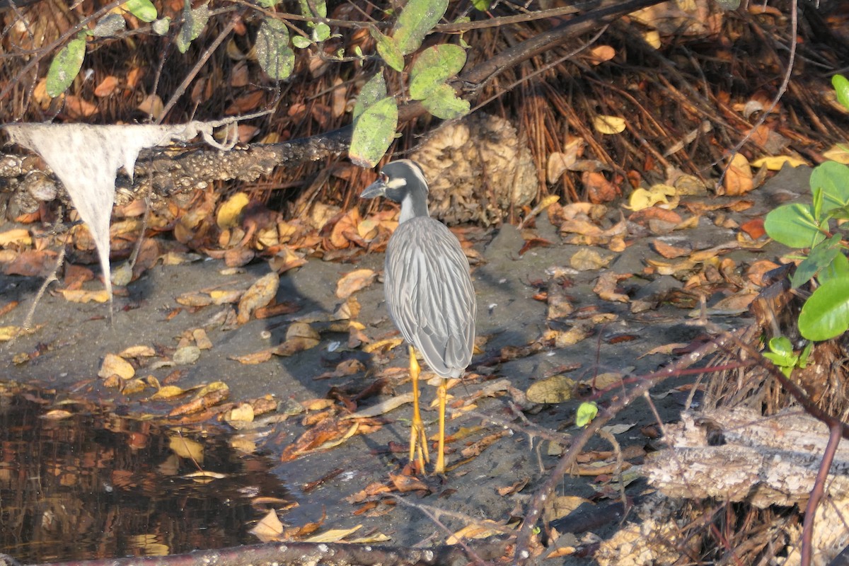 Yellow-crowned Night Heron - ML547752971