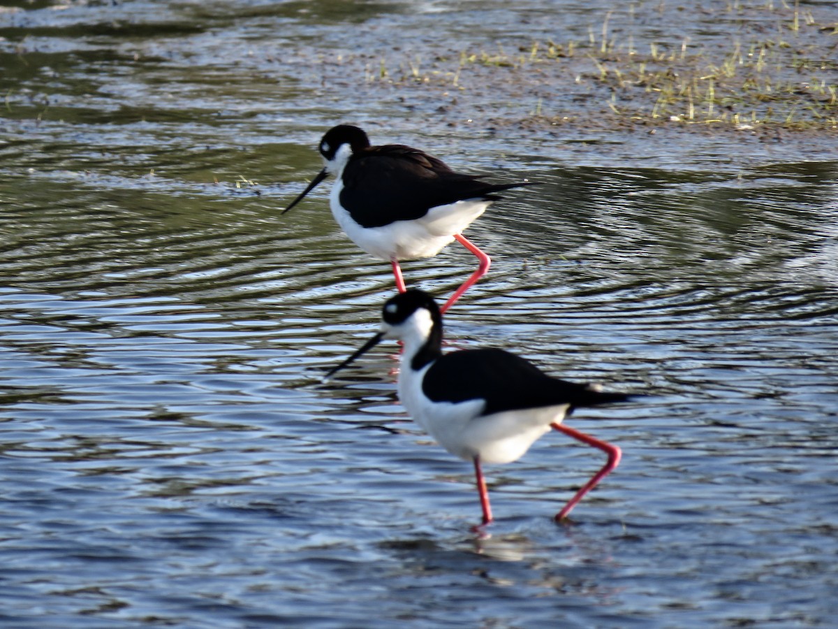 Cigüeñuela Cuellinegra - ML547753251