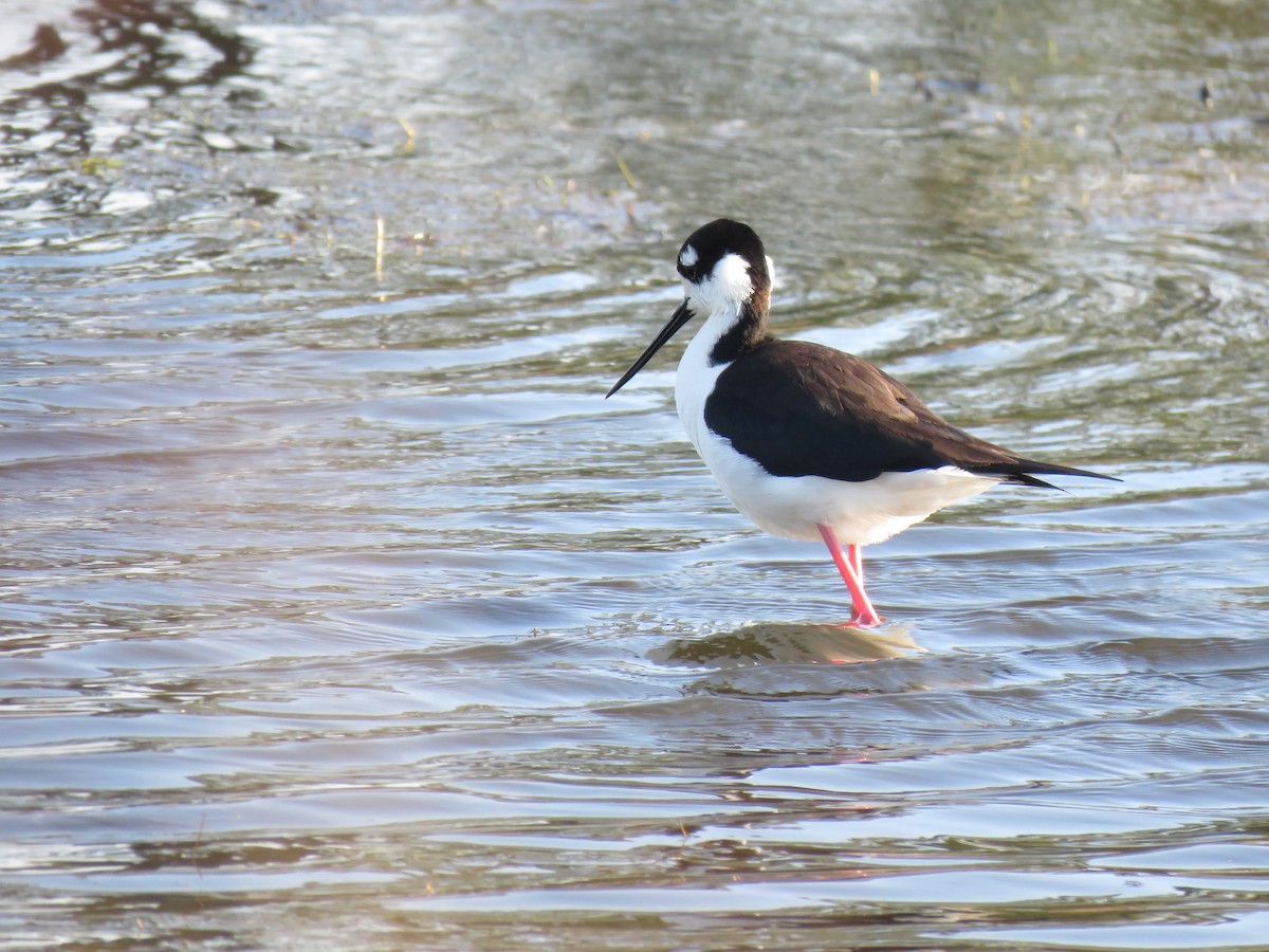 Black-necked Stilt - ML547753271