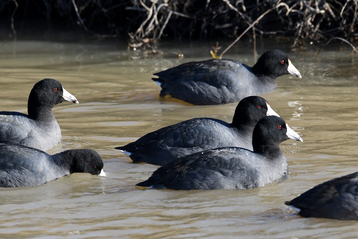 American Coot (Red-shielded) - ML547753941