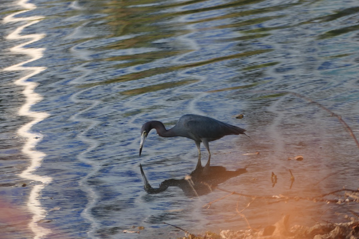 Little Blue Heron - ML547754951