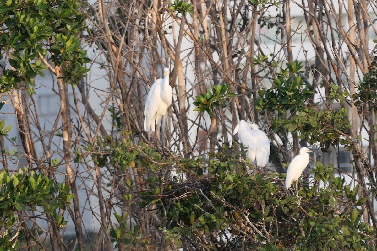 Great Egret (American) - Kenrith Carter