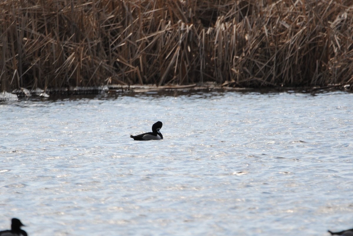 Ring-necked Duck - ML547756061