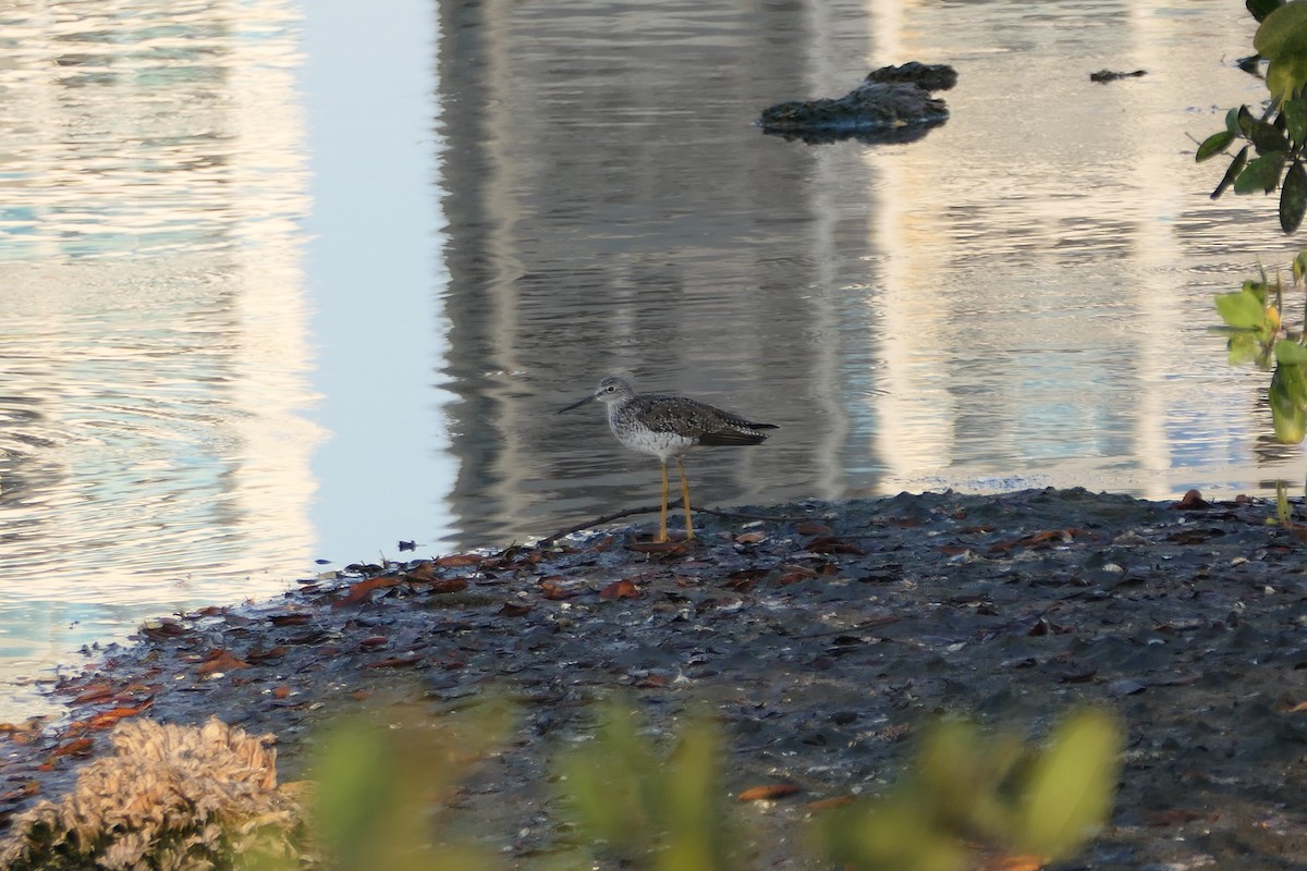 Greater Yellowlegs - Kenrith Carter