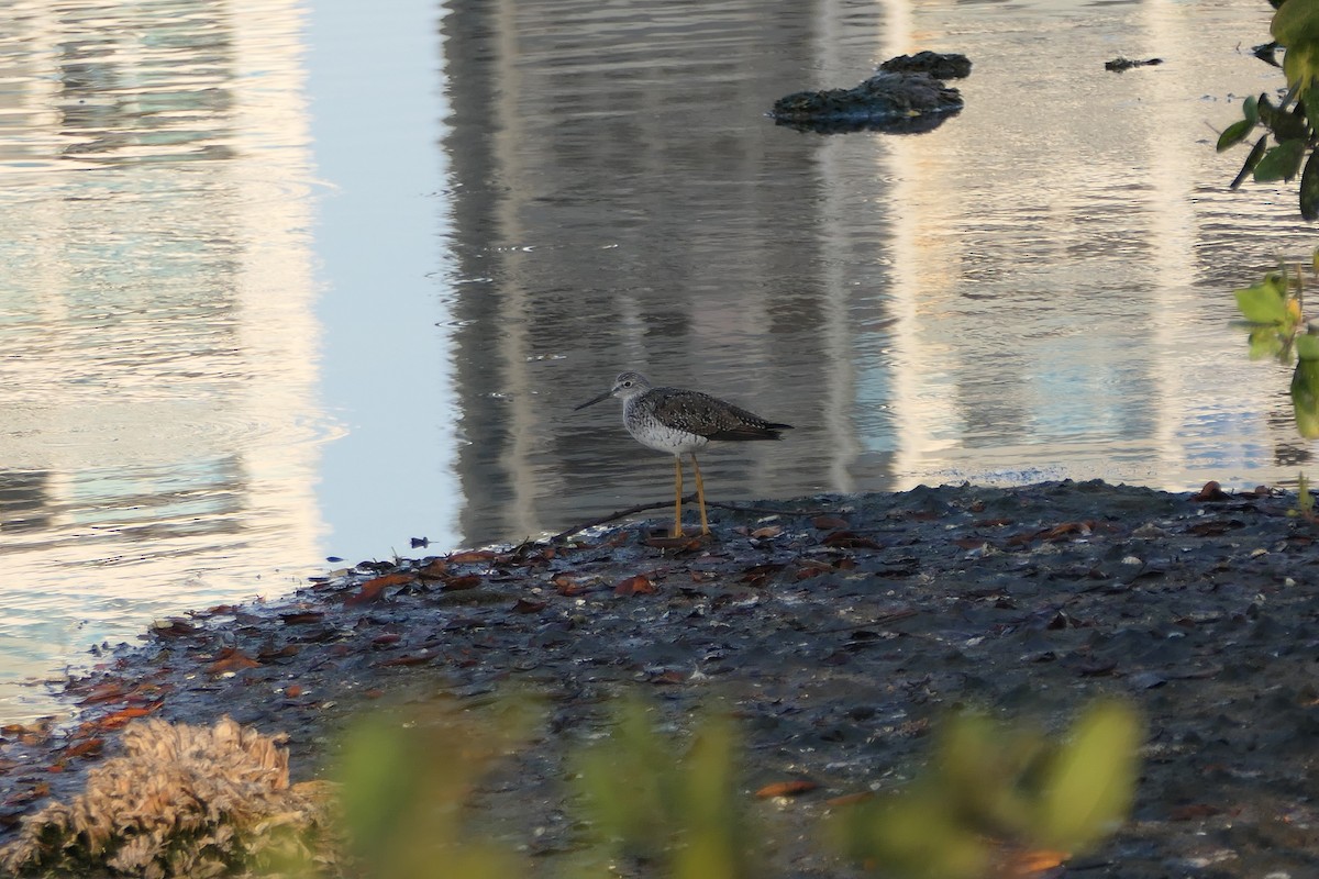 Greater Yellowlegs - ML547756901