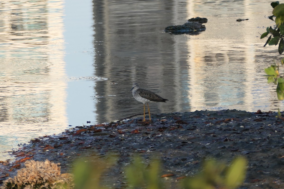 Greater Yellowlegs - ML547756911