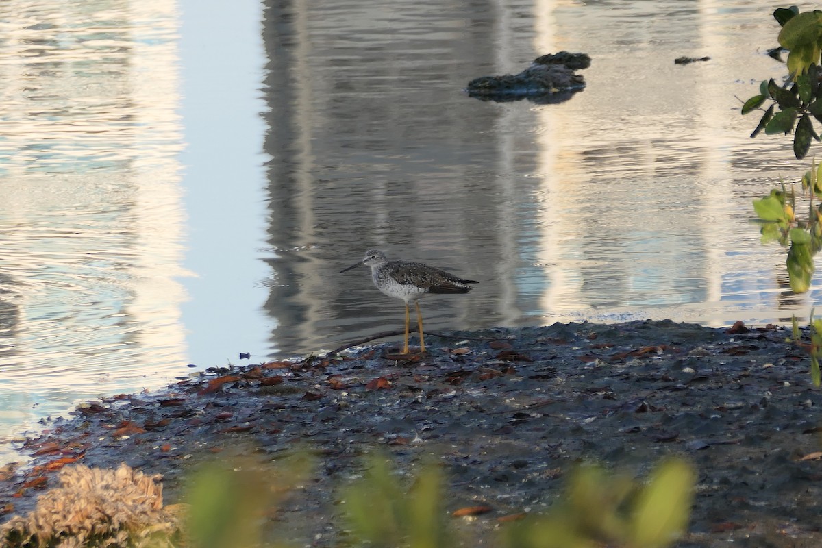 Greater Yellowlegs - Kenrith Carter