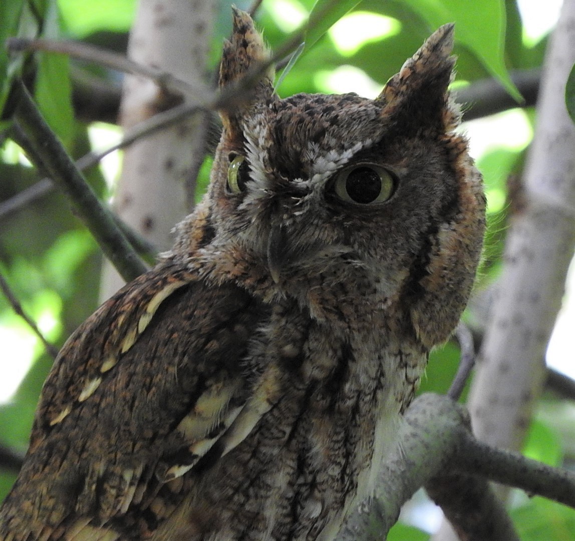 Eastern Screech-Owl - Mark Meunier