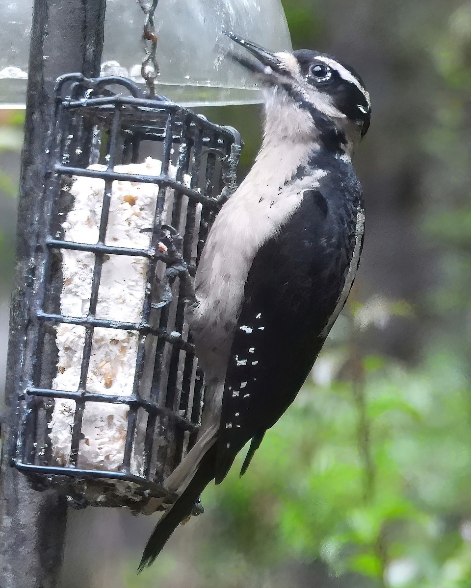 Hairy Woodpecker (Pacific) - Dan Tallman