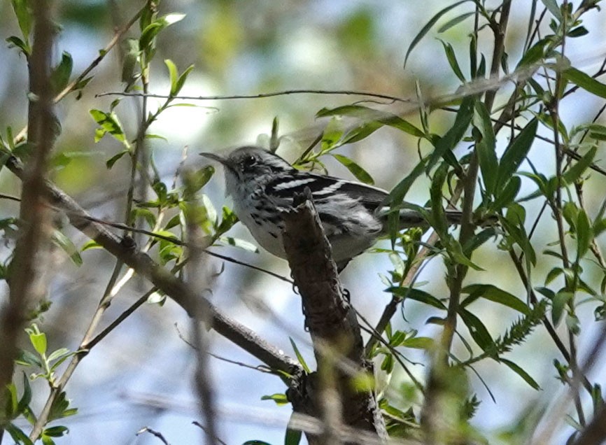 Black-and-white Warbler - ML547761581