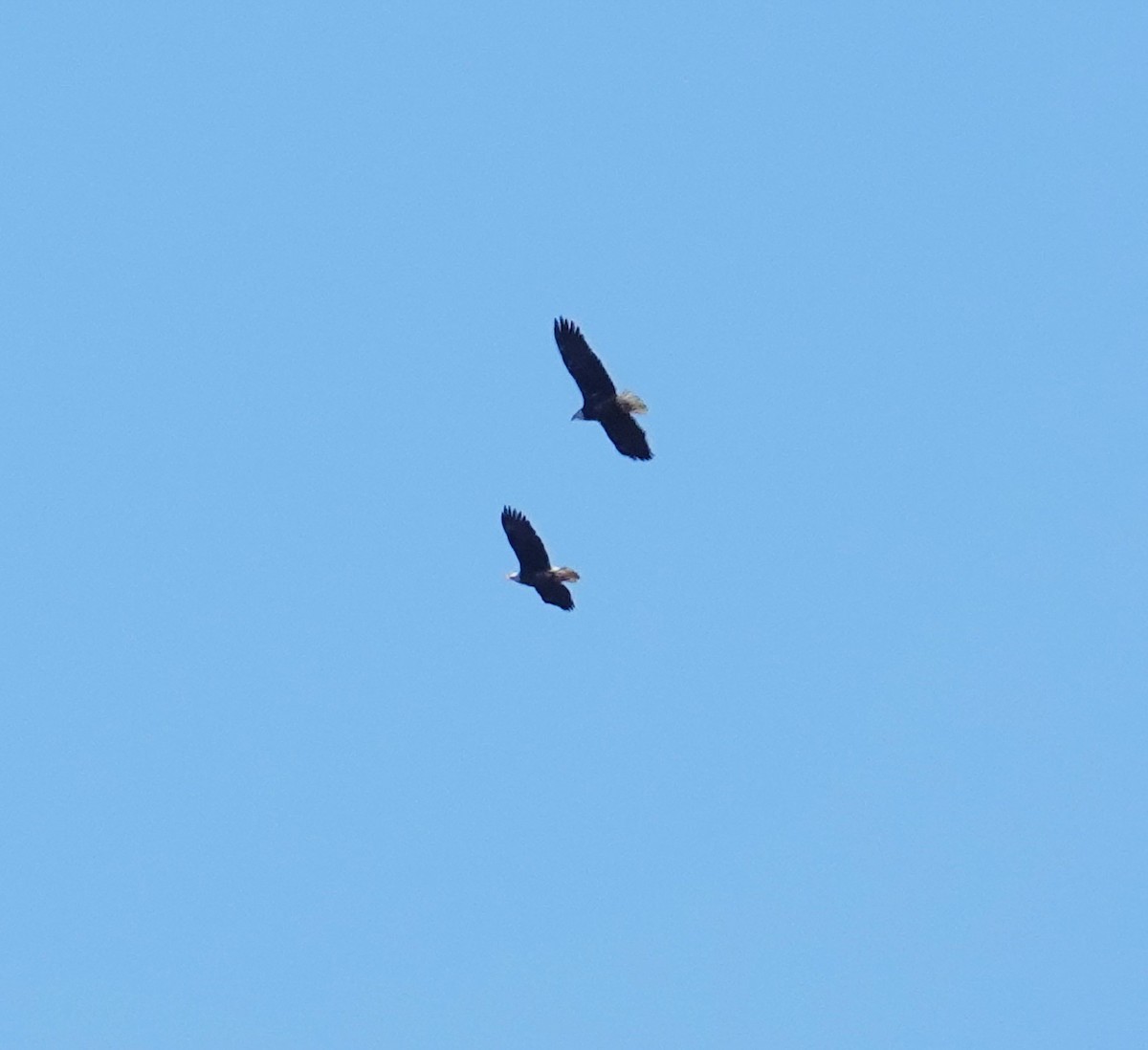Bald Eagle - ML547762231