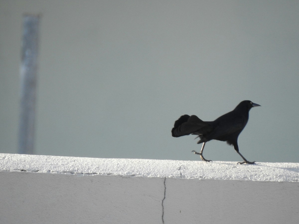 Greater Antillean Grackle - ML54776241