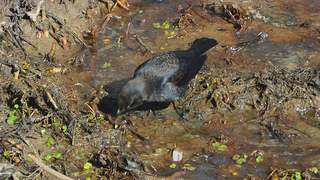 Rusty Blackbird - ML547763621