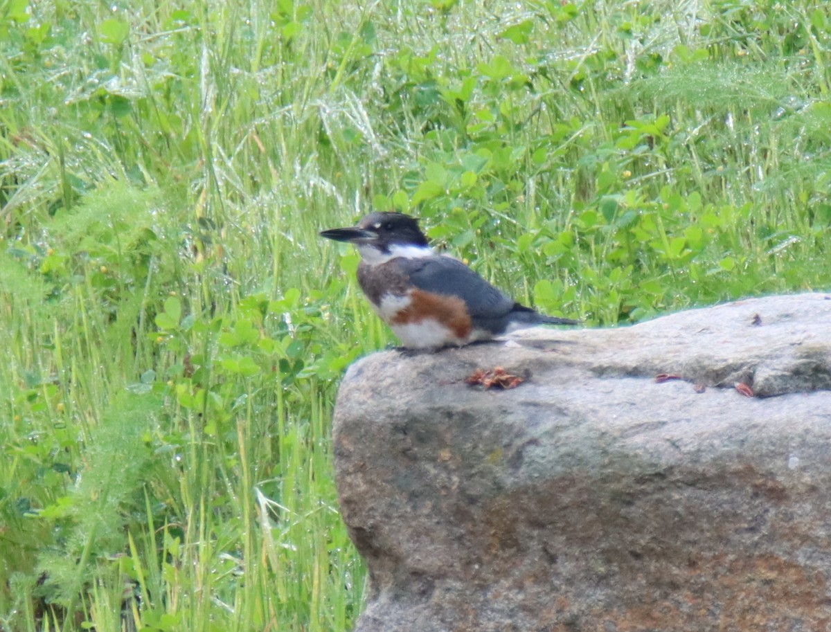 Belted Kingfisher - ML547764801