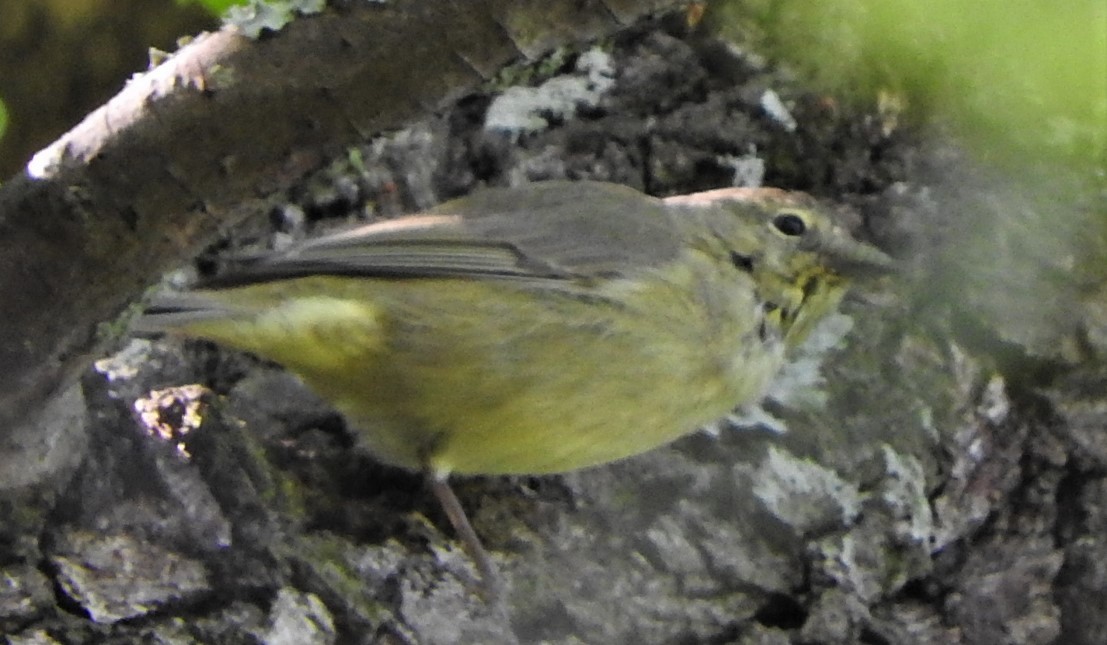 Orange-crowned Warbler - ML547765131