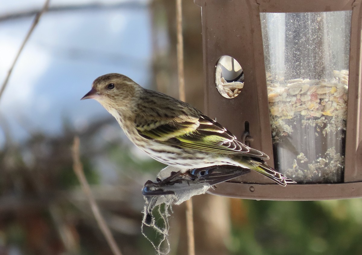 Pine Siskin - ML547765781