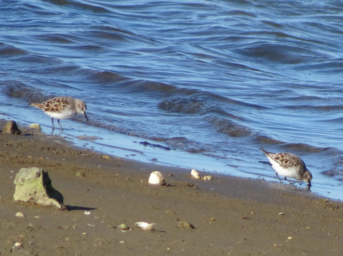 Little Stint - ML54776591