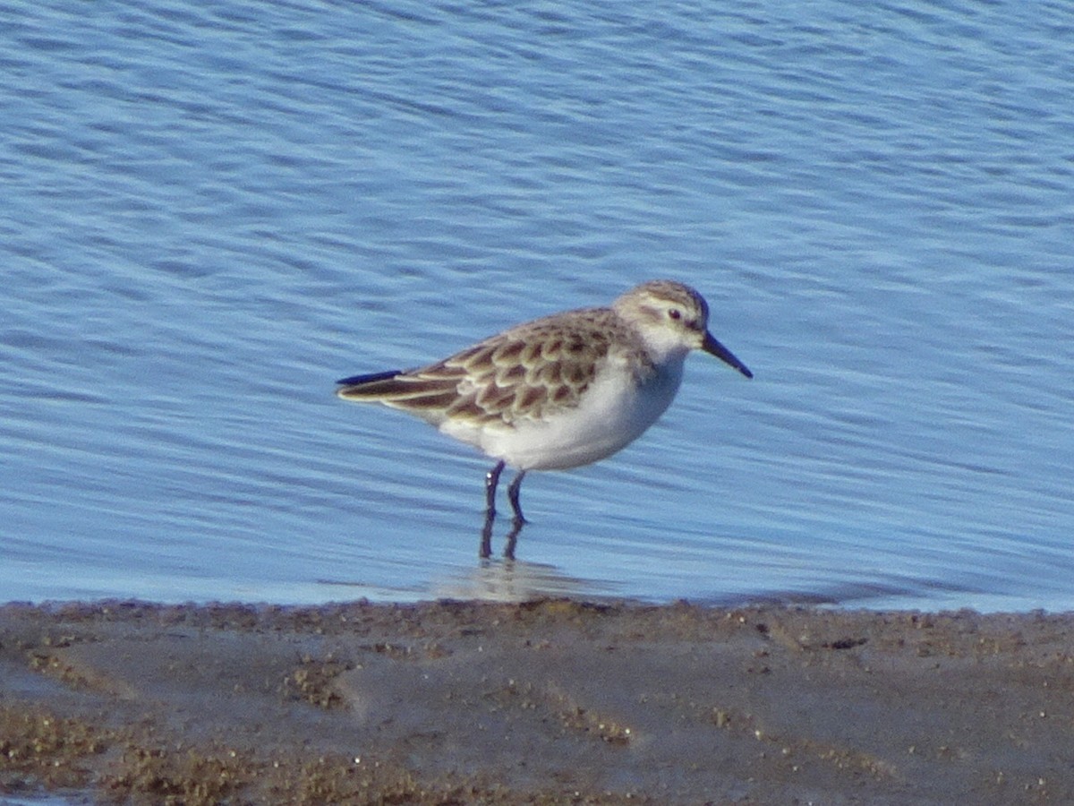 Little Stint - ML54776651