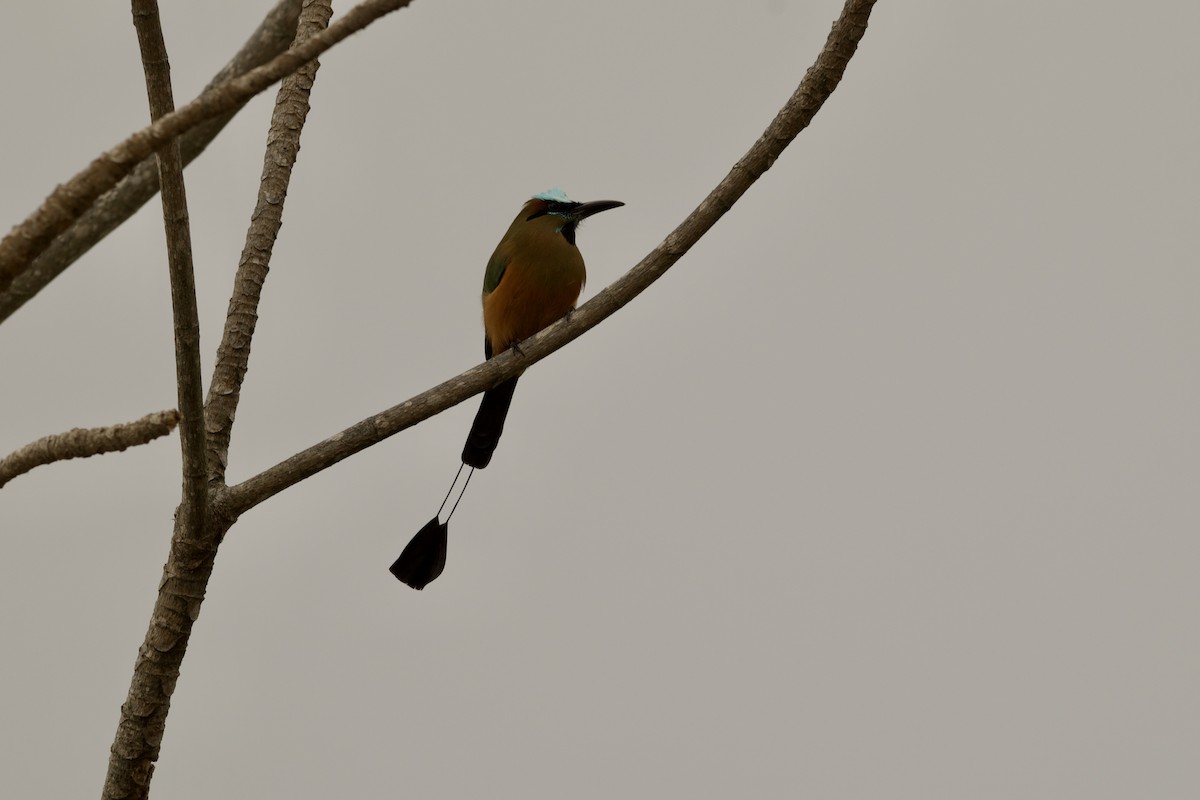 Turquoise-browed Motmot - ML547767811