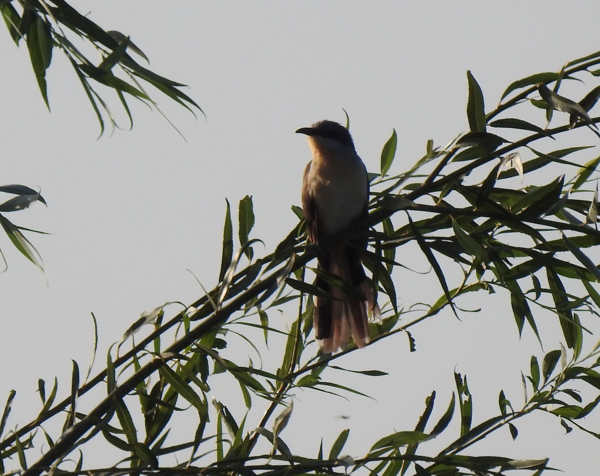 Dark-billed Cuckoo - Fernanda Ferrari