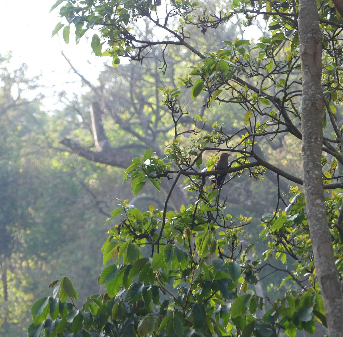 Common Squirrel-Cuckoo (Middle American) - Christine McCluskey