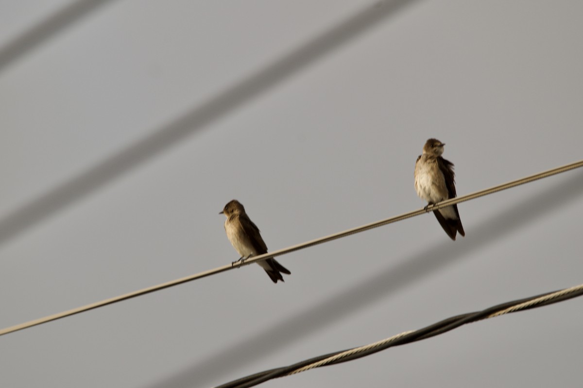 Northern Rough-winged Swallow - ML547767911