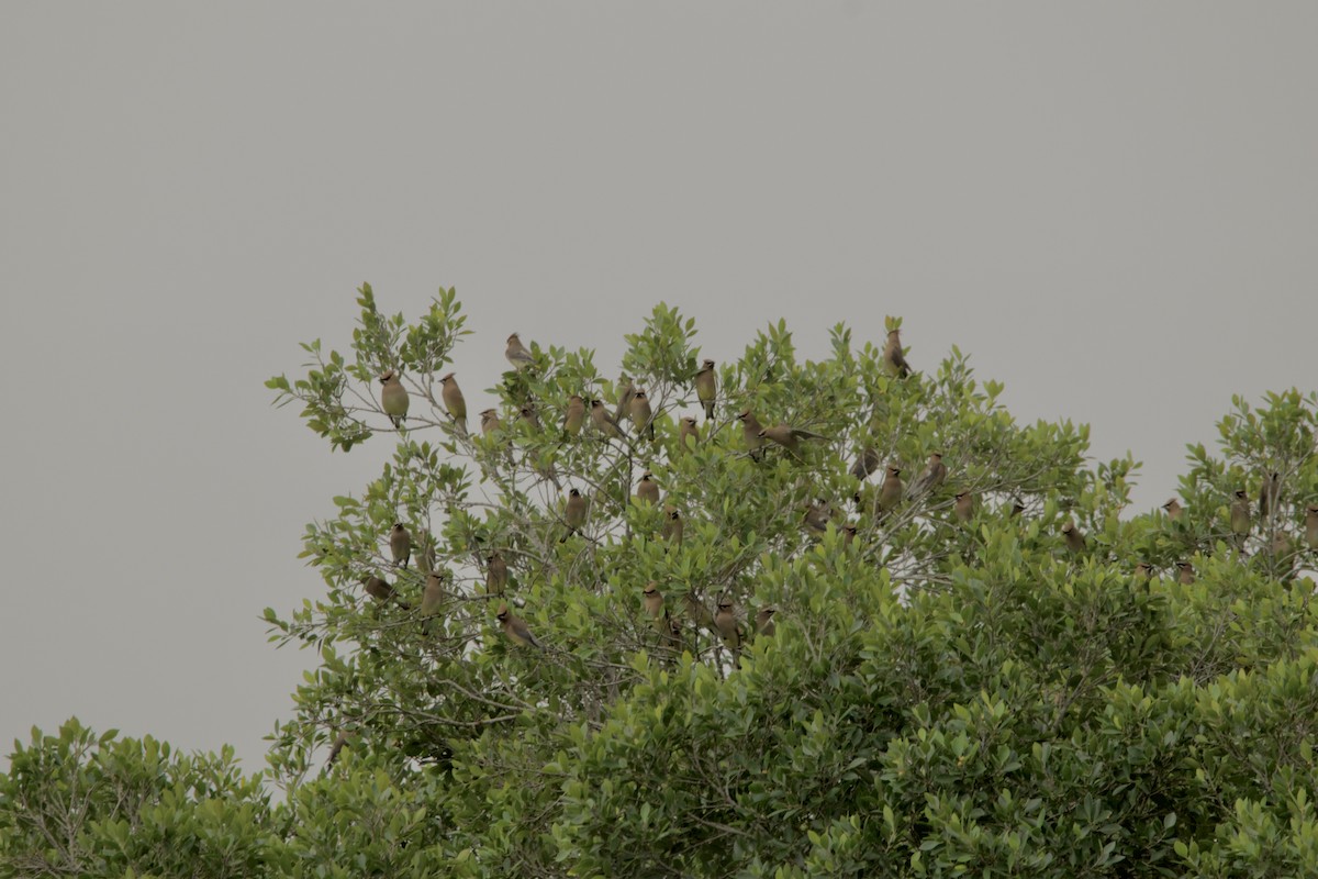 Cedar Waxwing - ML547768121