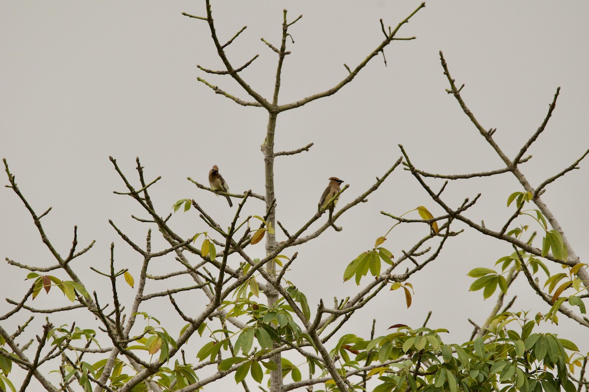 Cedar Waxwing - ML547768151