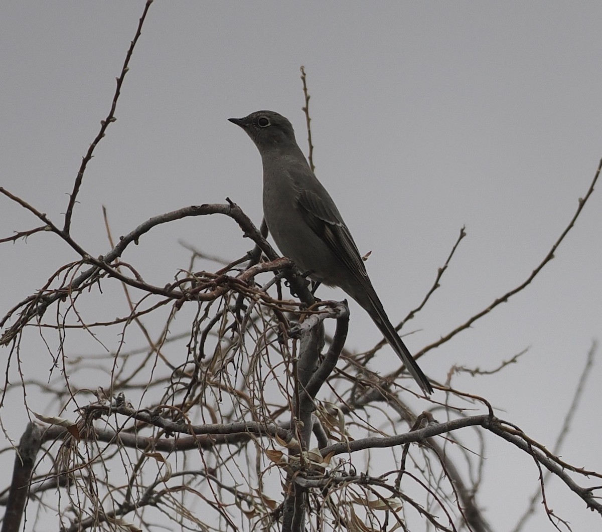 Townsend's Solitaire - Bob Foehring