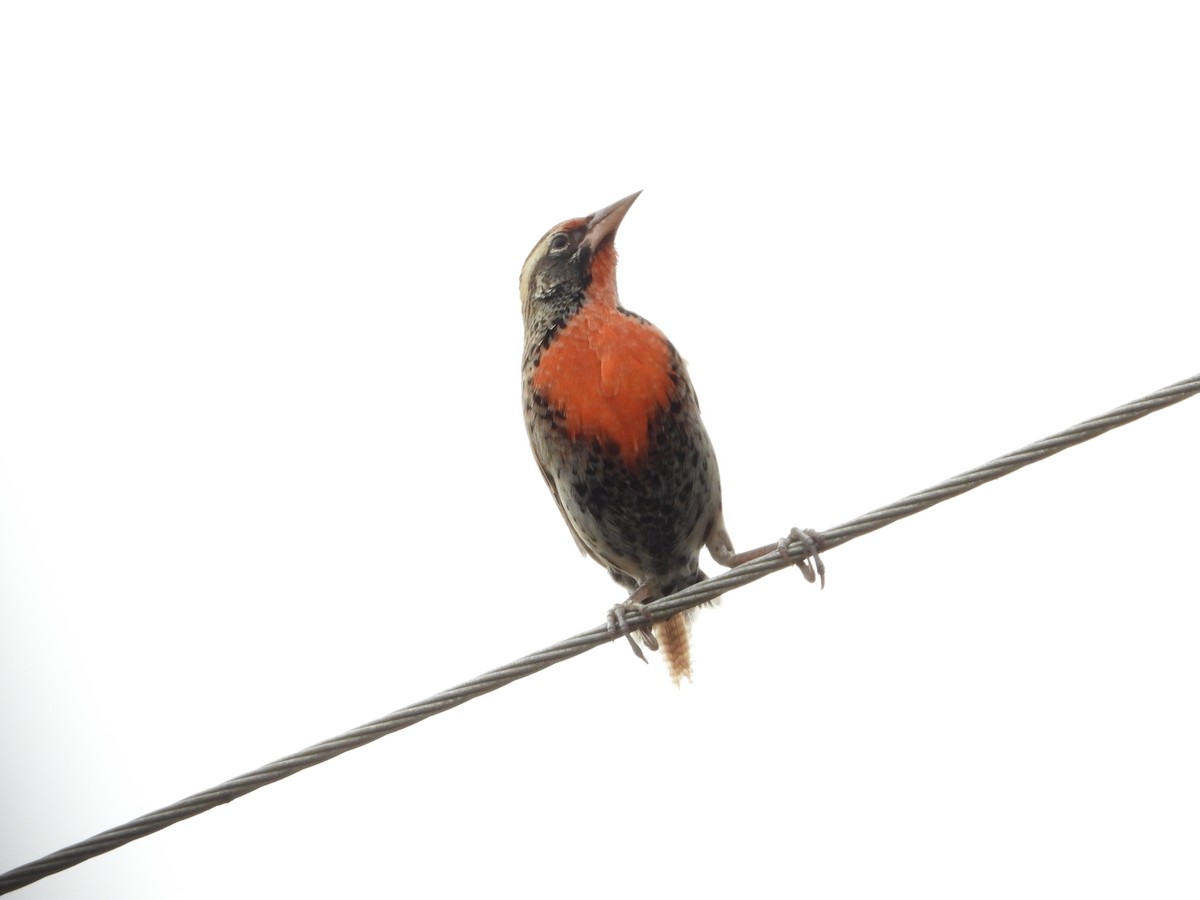 Peruvian Meadowlark - Daniela  Souza