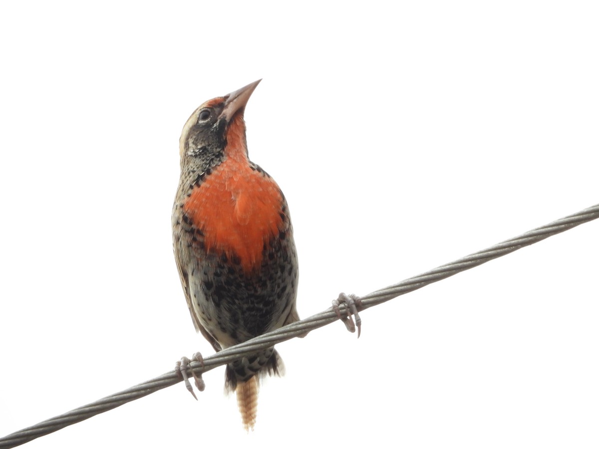 Peruvian Meadowlark - ML547769971