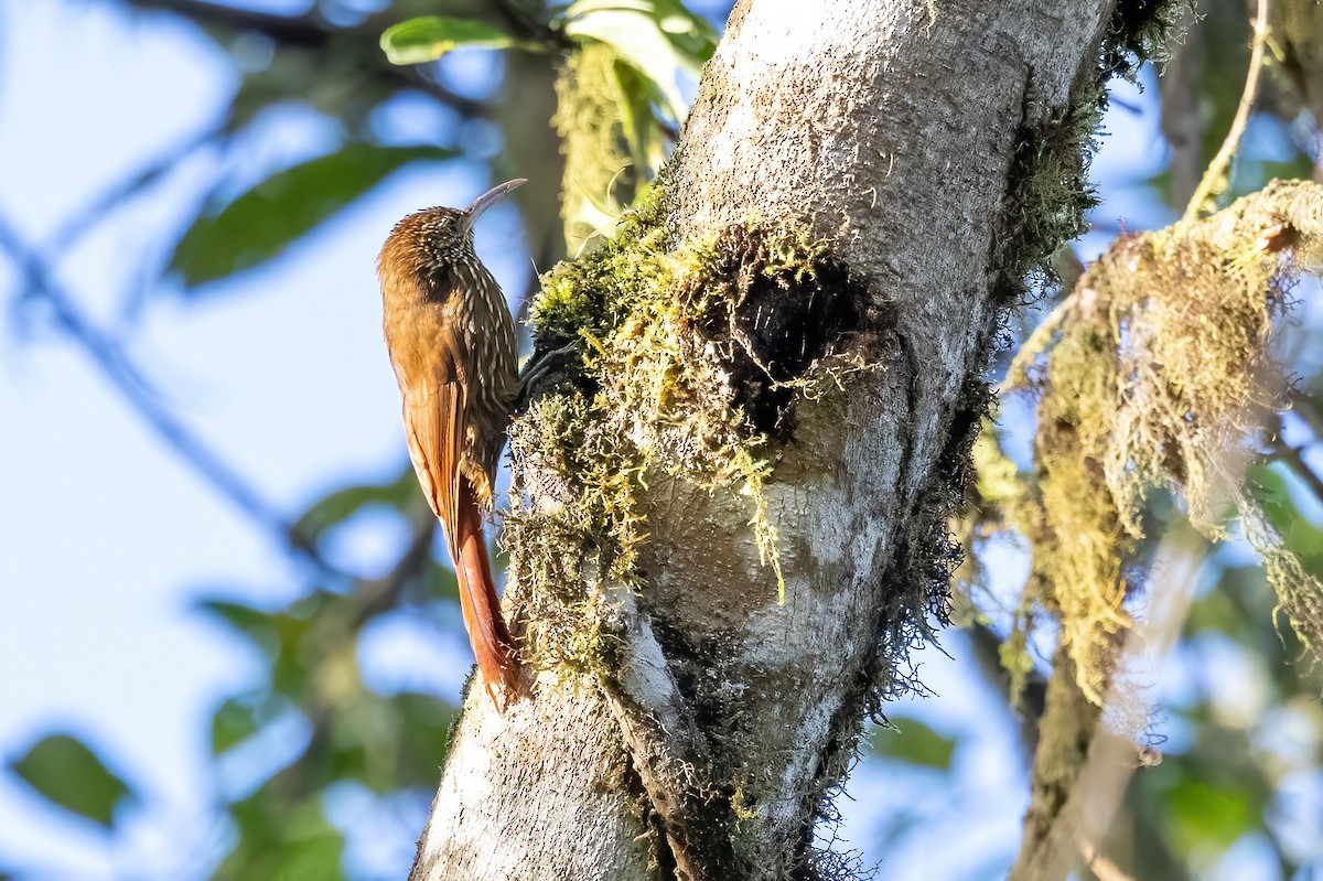 Montane Woodcreeper - ML547770341